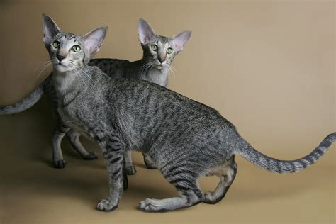 Oriental Shorthair Cat Breed Information & Characteristics