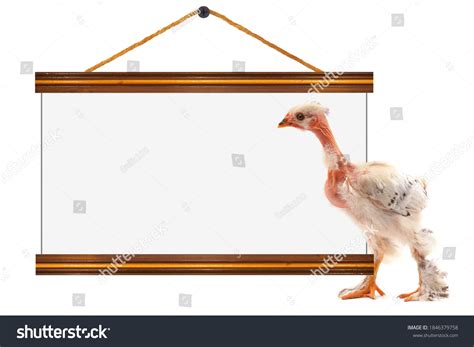 Funny Naked Neck Chicken Blank Message Stock Photo 1846379758 Shutterstock