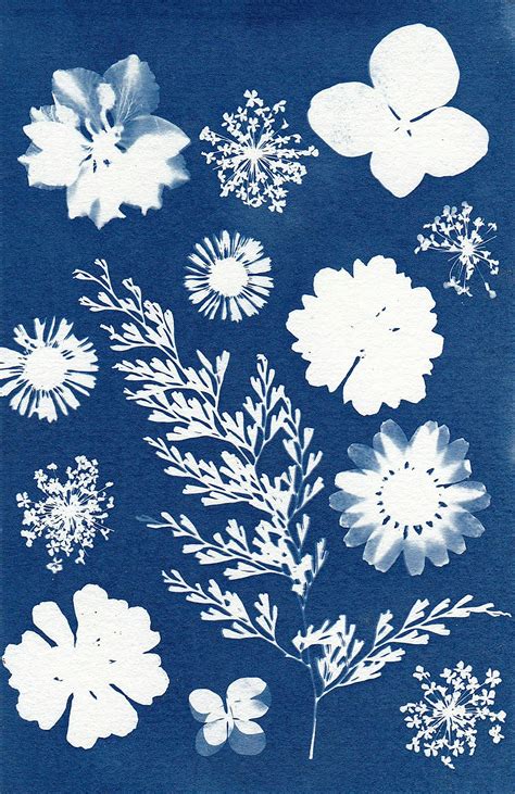 Cyanotype Art of Various Plants and Flowers · Free Stock Photo