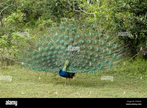 Male Indian Blue Peafowl Peacock Displaying Yala National Park Sri