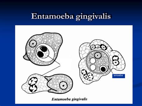 Ppt Entamoeba Histolytica E Coli E Gingivalis Powerpoint Presentation Id6119921