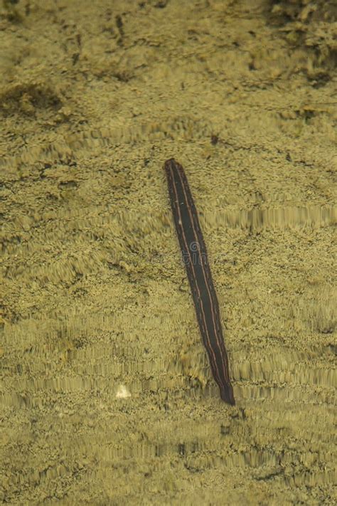 A Brown Leech Swimming In A Shallow Pond Stock Image Image Of