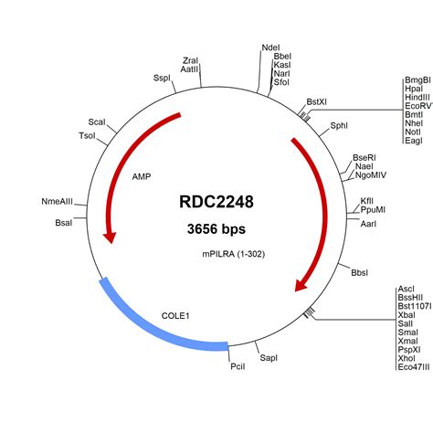 Mouse Pilr Alpha Np Versaclone Cdna Rdc R D Systems