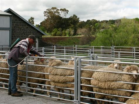 Sheep Yards Australian Stockyard Co Vic