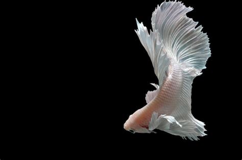 Premium Photo Snow White Platinum Halfmoon Dumbo Ear Betta Fish