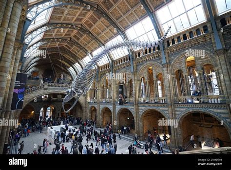 Blue Whale Skeleton Named HOPE In The Natural History Museum The UK