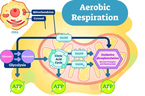 Cellular Respiration Oer Commons