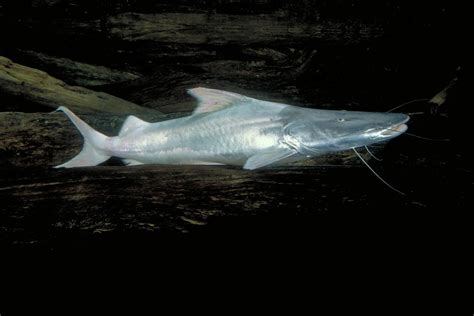 Peixe Da Bacia Amazonica - Peixe da bacia amazônica é recordista mundial de longas distâncias ...