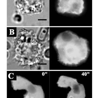 Fluorescence Micrographs Of A Healyi Expressing Full Length Ahabp