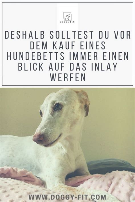 Das Richtige Hundebett Das Solltest Du Bei Der Auswahl Beachten Artofit