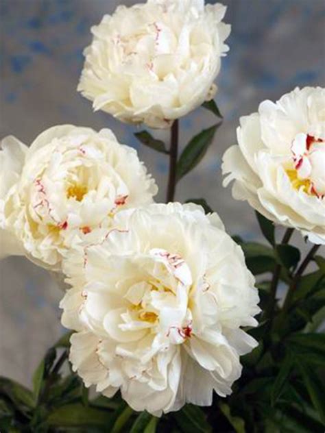 Пион (Paeonia) «Boule De Neige» - «Feel Green»