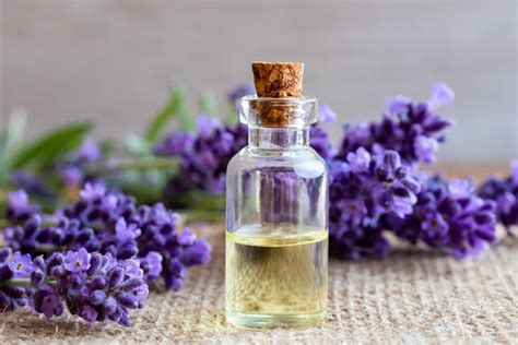 Aceite esencial de lavanda para qué sirve beneficios y usos Tua Saúde