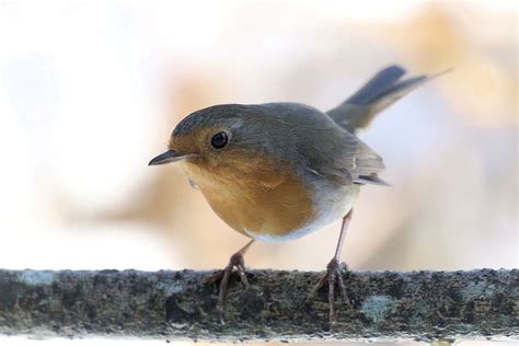 Rouge Gorge Du Jardin Le Blog De Denis Attinault