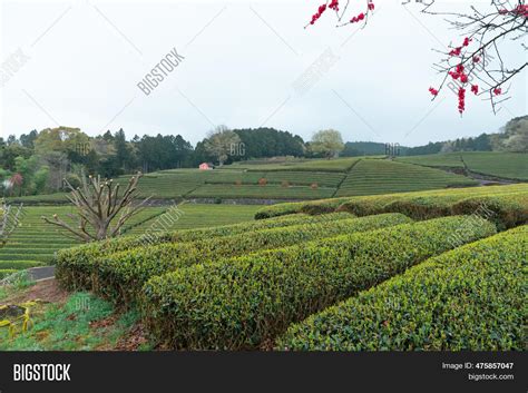 Tea Plantations Image & Photo (Free Trial) | Bigstock