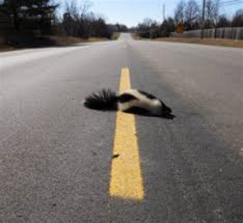 Dead skunk in the middle of the road | Super sub