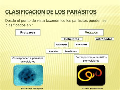 Clasificación De Los Parásitos