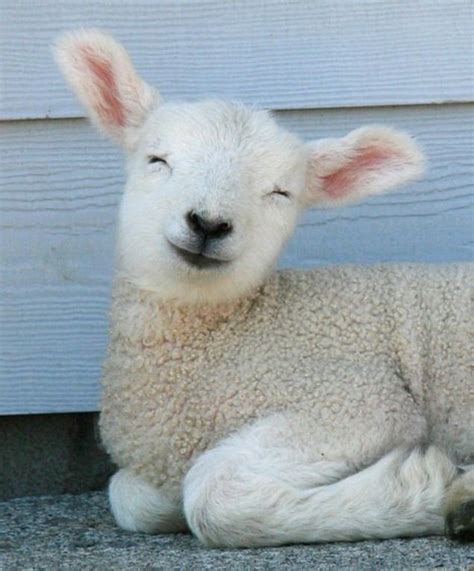 17 best sheep cute baby images on Pinterest | Lamb, Baby lamb and Sheep