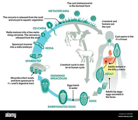 Ciclo De Vida De La Fasciolosis Diagrama Que Muestra El Ciclo De Vida De Los Parásitos