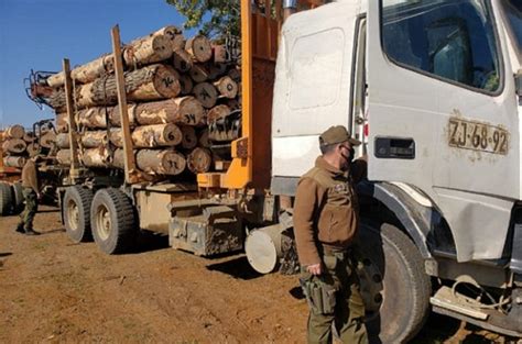 Robo de madera forestal y el sesgo punitivo mediático en la macro zona sur