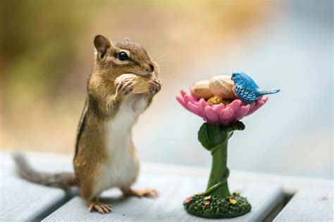 Things You Should Consider Before Choosing Chipmunks as Pets