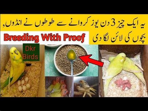 Birds Natural Breeding Formula Best Breeding Formula For Budgies