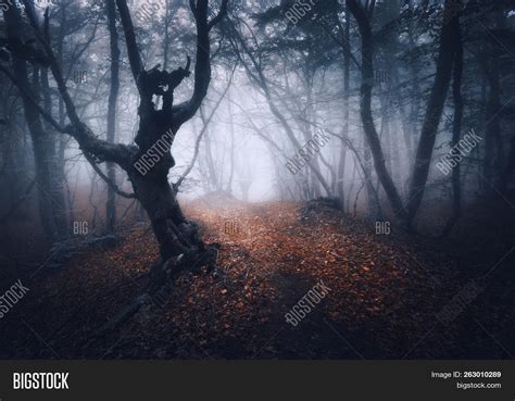 Dark Fog Forest. Image & Photo (Free Trial) | Bigstock