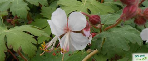 Geranium macrorrhizum 'Spessart' von Bruns Pflanzen