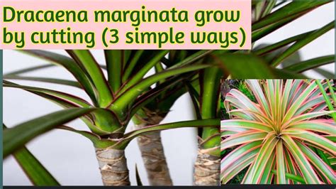 How To Grow Dracaena Marginata By 3 Simple Wayspropagation Of Dracaena