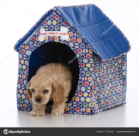 In The Dog House Stock Photo By ©willeecole 177322030