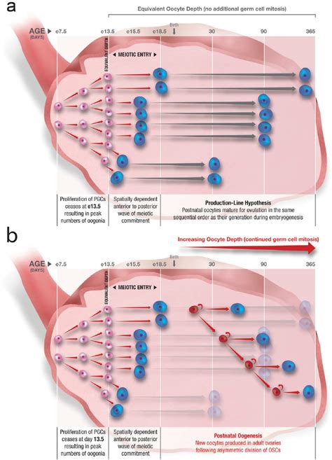 Postnatal Oogenesis Through Ongoing Oogonial Stem Cell OSC Mitosis