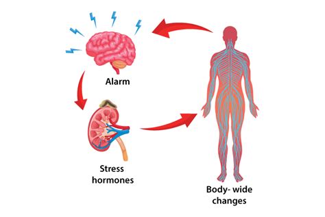 Stress Hormones: In Plants, Abscisic Acid, In humans, Adrenalin, Cortisol