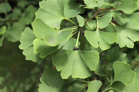 Ginkgo Biloba ¿qué Es Y Para Qué Sirve Club Cruz Verde