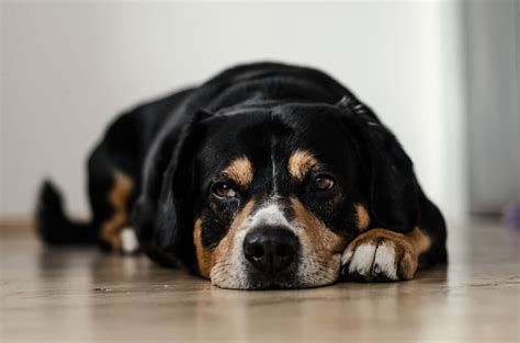 Overweight Dogs: Causes, Risks, and Solutions | The Pets Team