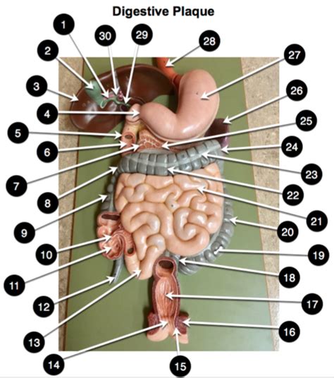 Biol Unit Wk Digestive System Pp Digestive Plaque Diagram Quizlet