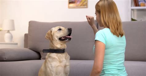 Dog Training Tips: Top 10 Easy Guid | Puplore