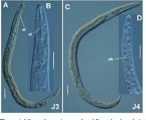 Figure 6 From Dna Barcoding And Morphometry Reveal Further Cryptic Bio