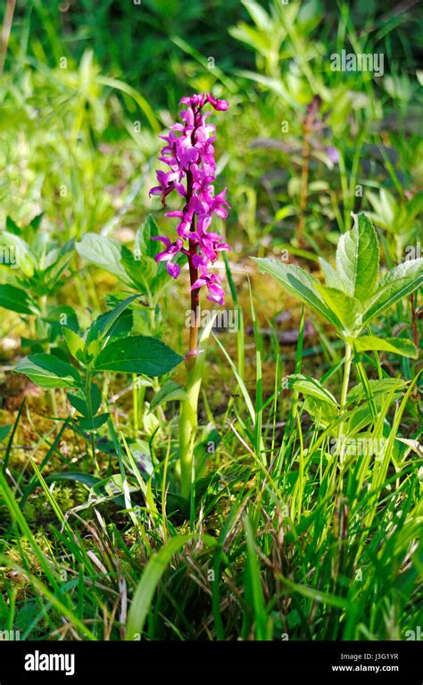 An Early Purple Orchid In Ancient Woodland At Foxley Wood Norfolk