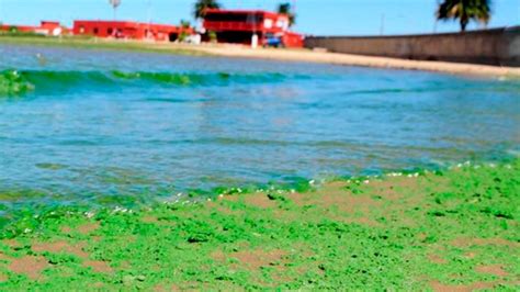 Actualizan los niveles de cianobacterias en el Río de la Plata Red 92