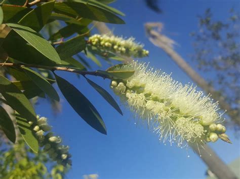 Melaleuca Leucadendra