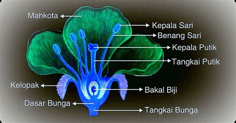 Begini Gambar Bunga Dan Bagian Bagiannya Serta Fungsinya Jaman Now