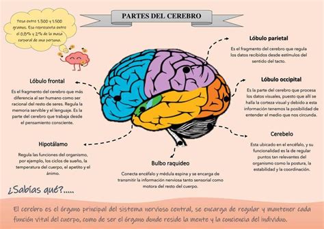 L Bulo Frontal Funciones Y Anatom A Mental Test Lab