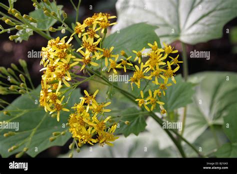 Senecio Asteraceae Fotos Und Bildmaterial In Hoher Aufl Sung Alamy