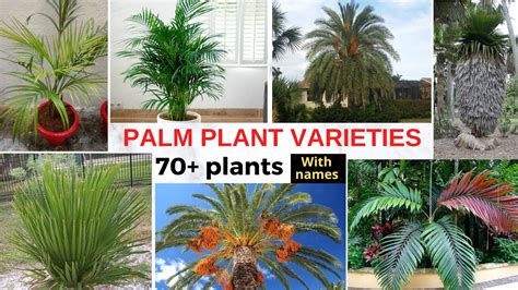 Top 70 Varieties Of Palm Plant Tree Identification Of Palm Plants With Names Youtube