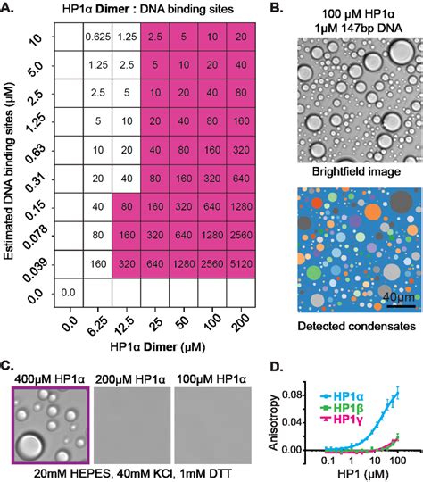 Figure Supplement A Characterization Of Hp Condensates A