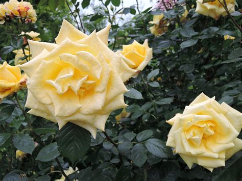 Роза-королева цветов-2 | Записи в рубрике Роза-королева цветов-2 ...