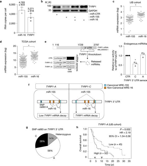 Biological And Clinical Significance Of The Tyrp1 Mrna As A Mirna