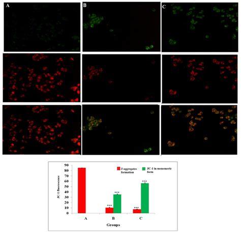 Effect Of Ala On Mitochondrial Membrane Potential Δψ Ermcf 7 Cells Download Scientific