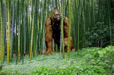 Gigantopithecus Primata Terbesar Yang Pernah Hidup Di Bumi