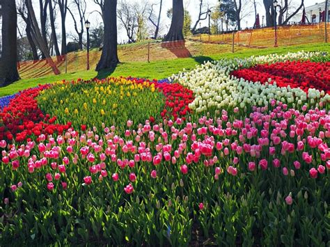 Visit The Istanbul Tulip Festival In 2023 Istanbul Lale Festivali