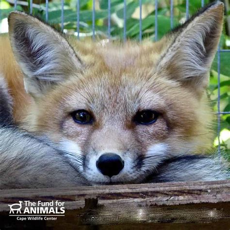 A Wild Night With Eastern Red Foxes